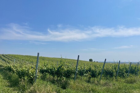 IMG_1300.jpeg